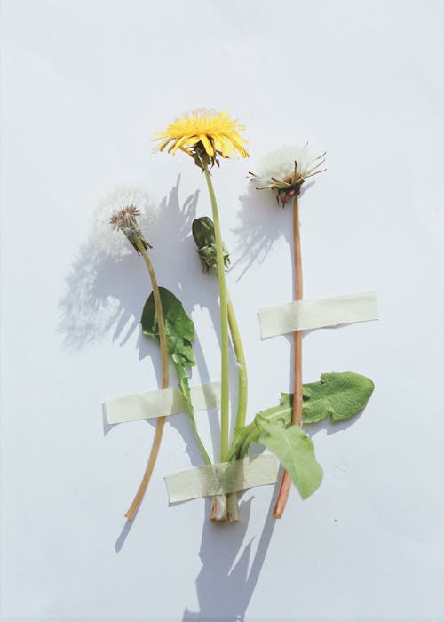 Foto stok gratis bunga-bunga, dinding putih, direkam