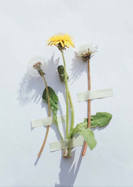 Artistic arrangement of dandelion flowers taped against a white background.