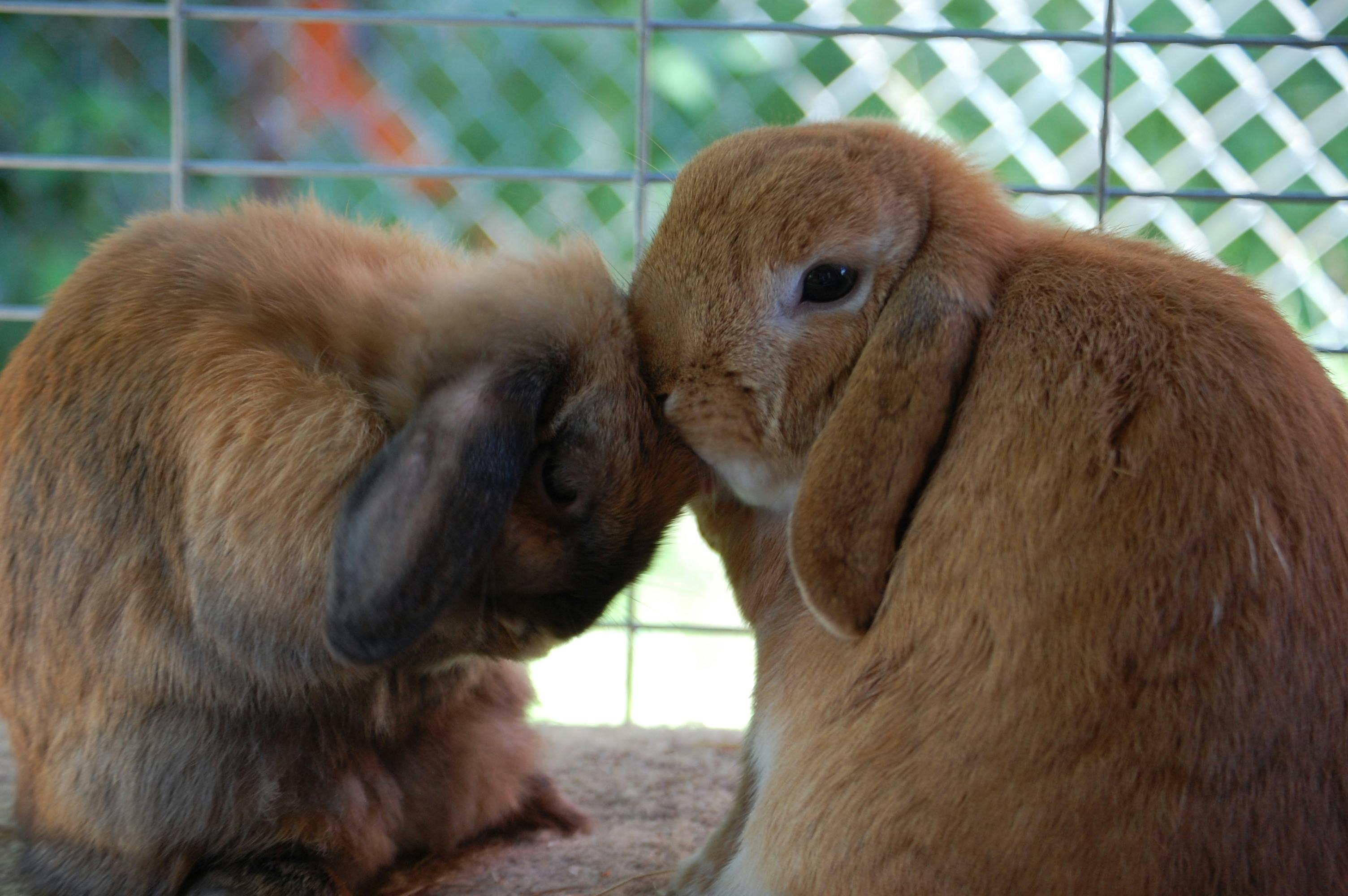 Free stock photo of love, pet, rabbit