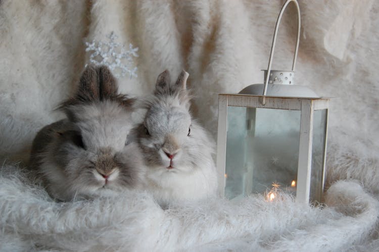 Two Beige Rabbits Beside Candle Lantern