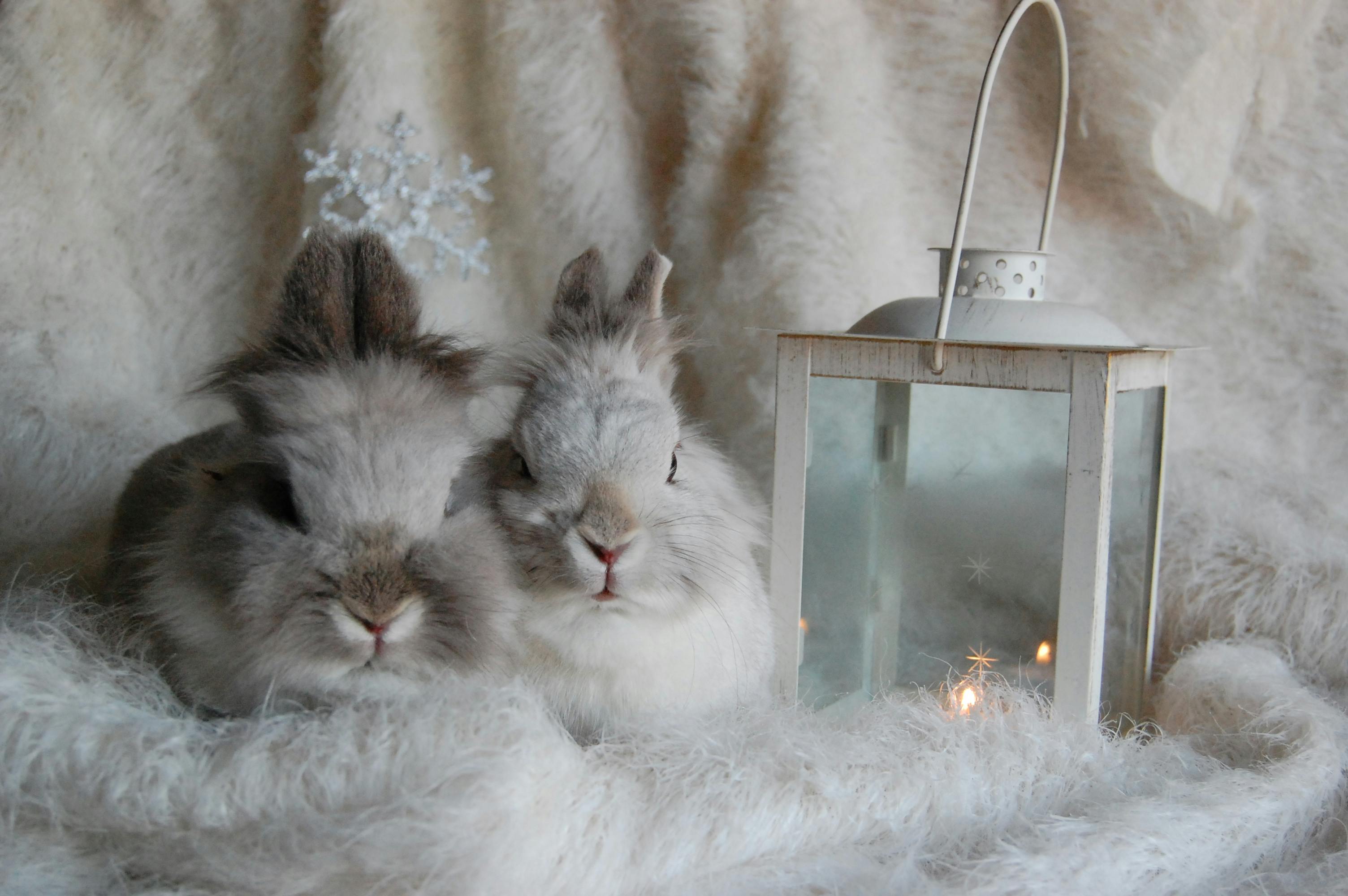 Rabbits Photos, Download The BEST Free Rabbits Stock Photos & HD Images