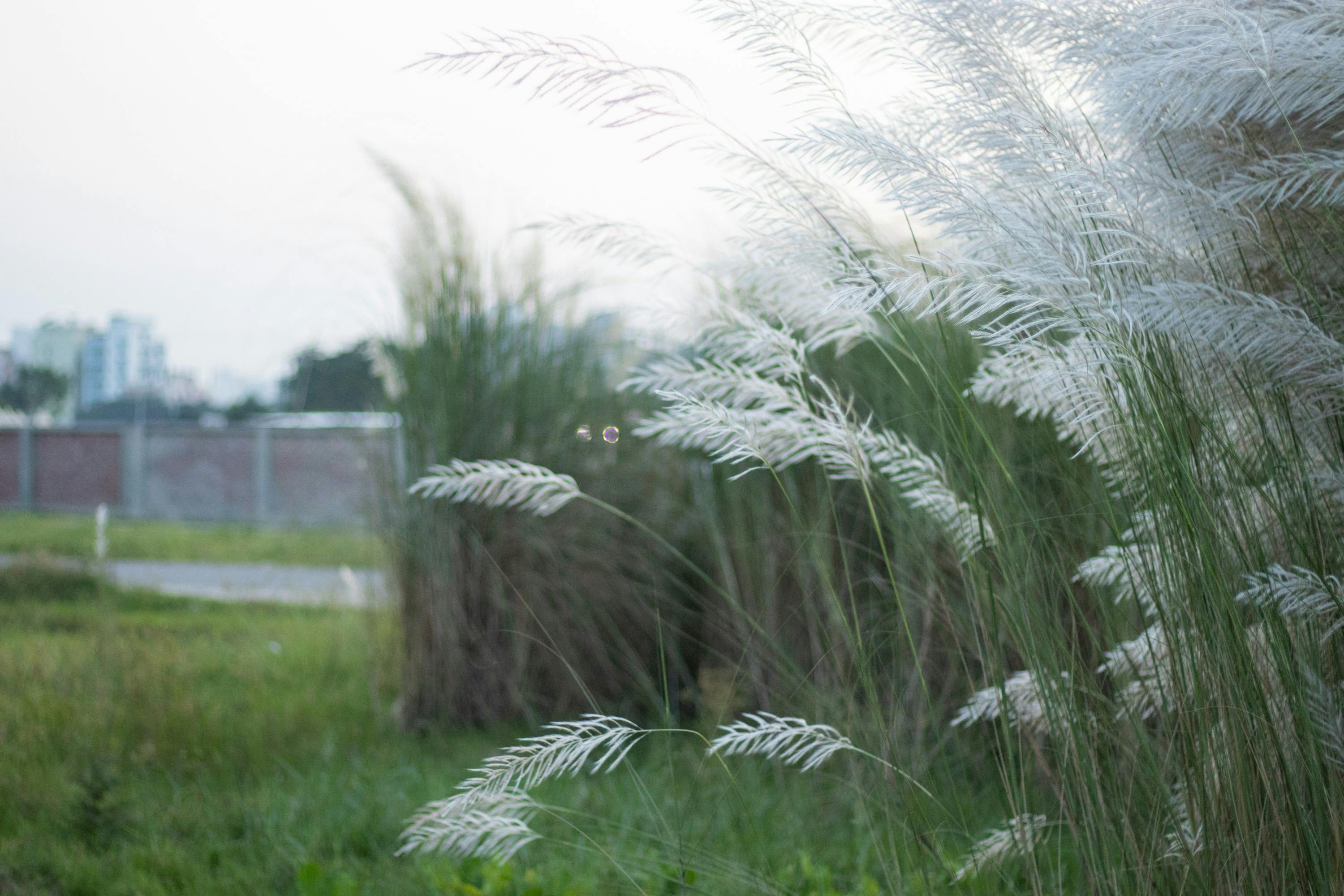 free stock photo of blossom catkin flowers free stock photo of blossom catkin