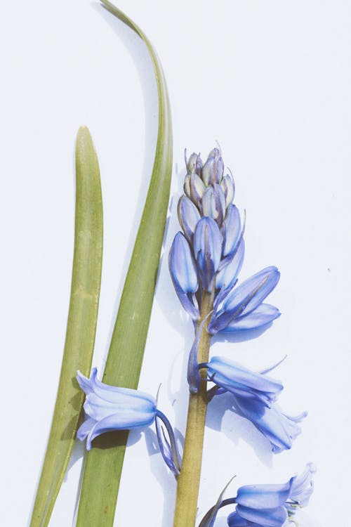 Blue Flowers and Leaves on White Background 