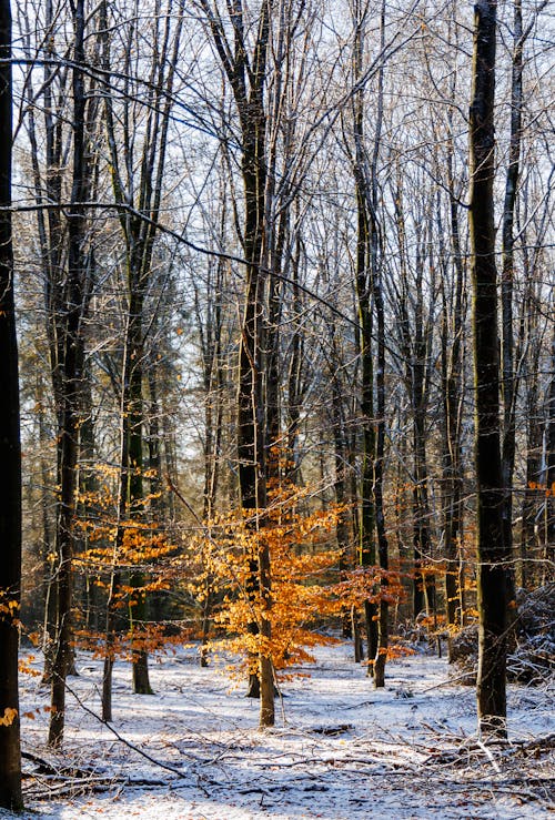 Foto profissional grátis de árvores, com frio, floresta