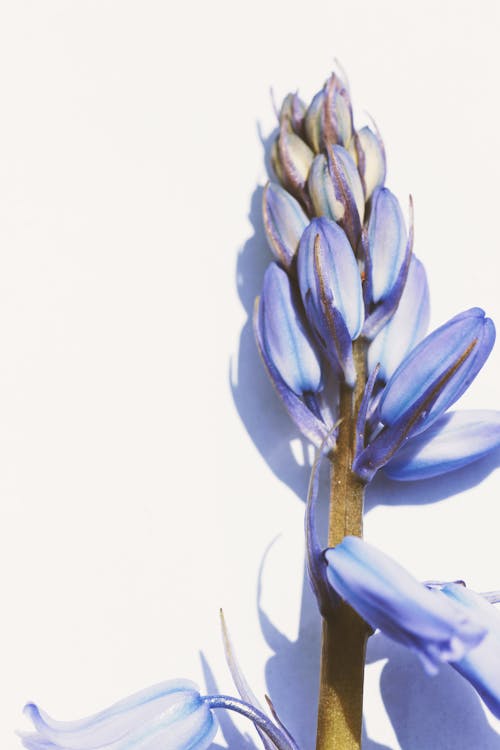 Foto stok gratis biru, bunga, kelopak
