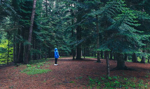 ジャケット, 木, 森林の無料の写真素材