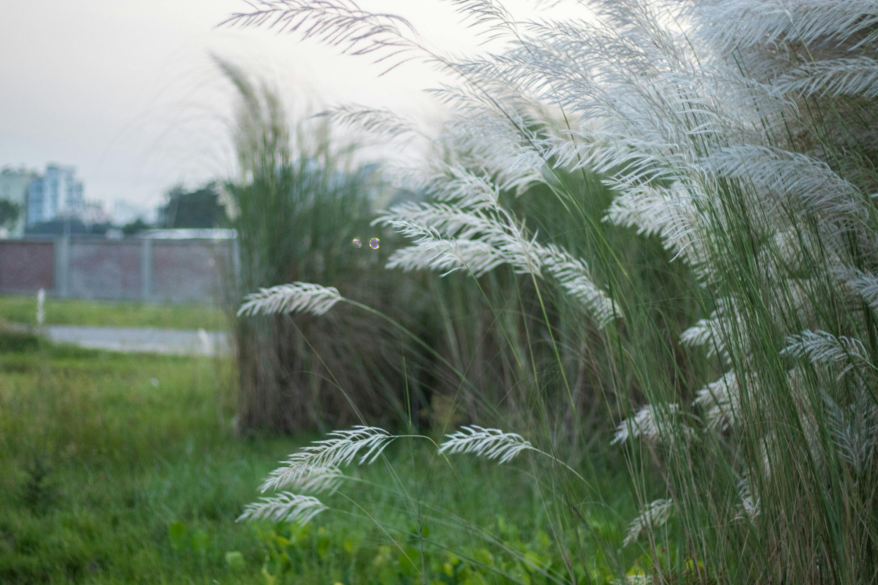 free stock photo of blossom catkin flowers free stock photo of blossom catkin
