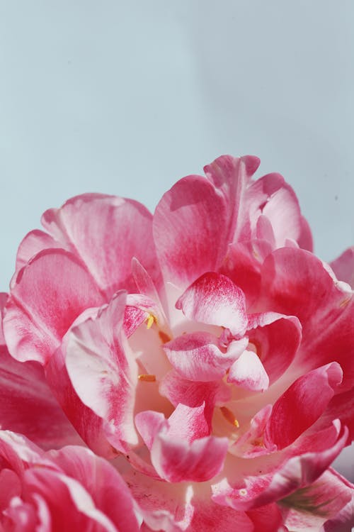 คลังภาพถ่ายฟรี ของ กำลังบาน, ดอกพีโอนี, ดอกไม้
