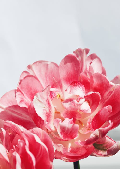 Darmowe zdjęcie z galerii z kwiaty, kwitnięcie, pionowy strzał