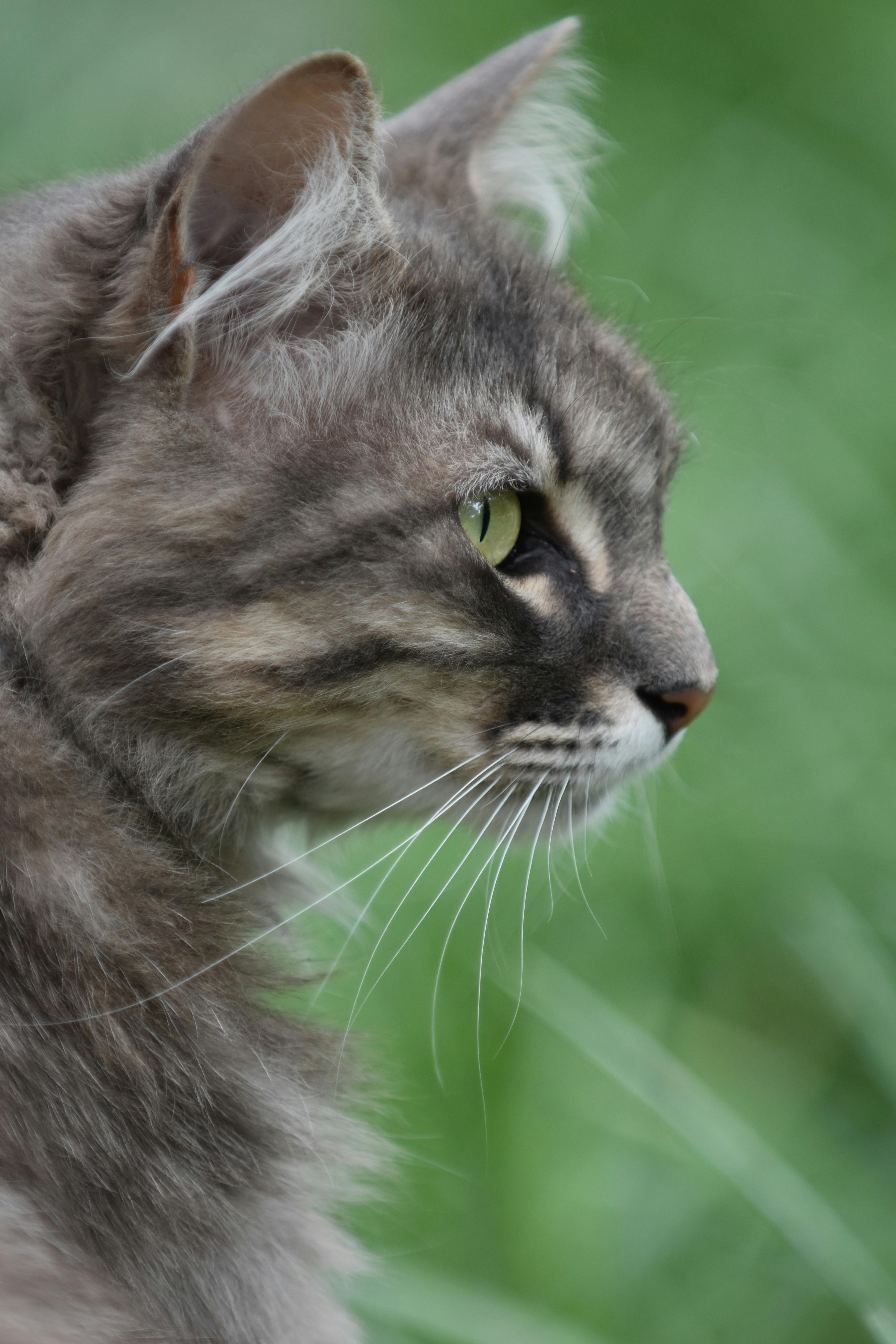 Close-up profile of a fluffy Maine Coon cat against a blurred green background.