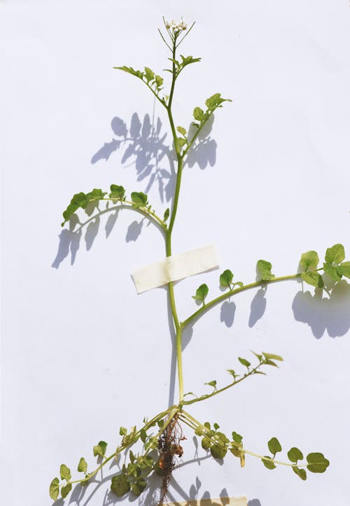 Immagine gratuita di crescita, foglie, impianto