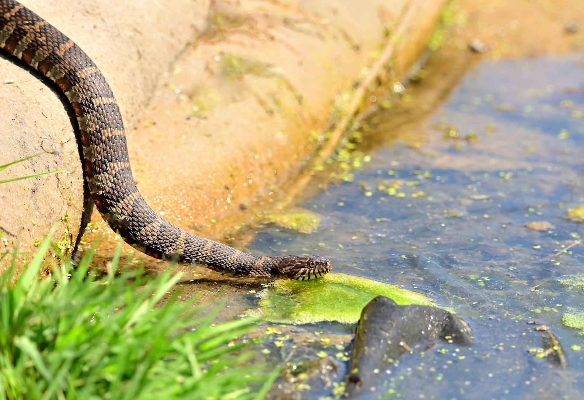 Midland water snake sunbathing at a pond in Batavia, Illinois.