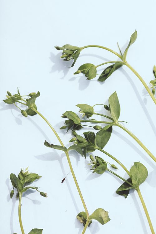 Free Close-up of green stems with delicate leaves and buds on a light blue background. Stock Photo