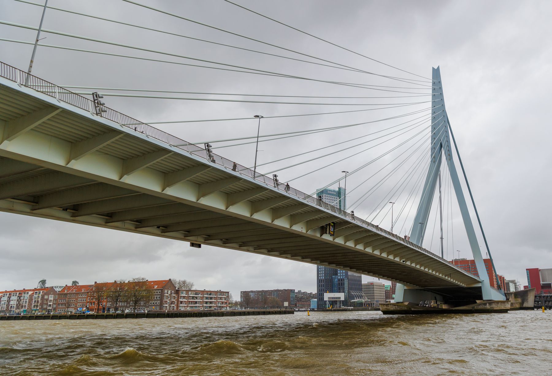 De Erasmusbrug in Rotterdam