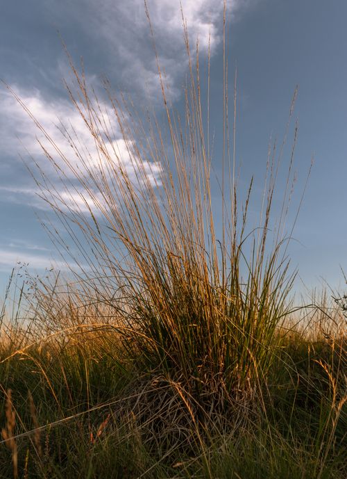 Free Serene countryside view of tall grass against blue sky with white clouds, capturing a summer landscape. Stock Photo