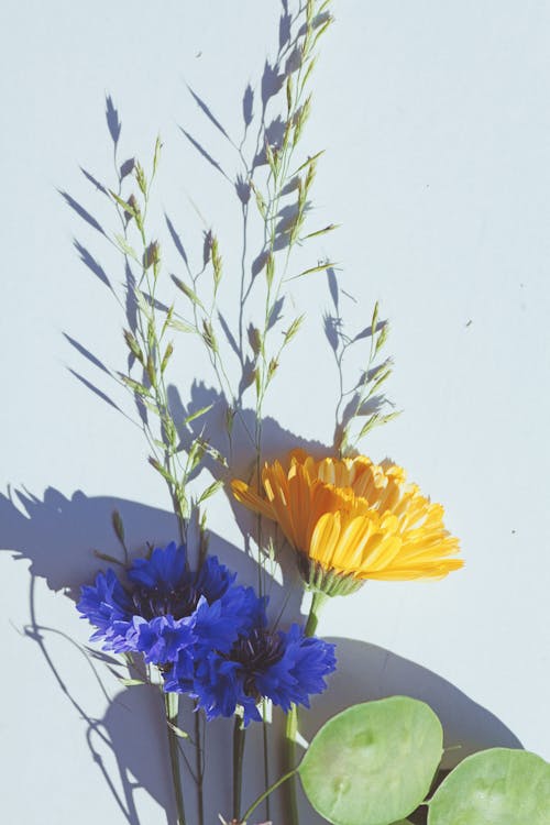 Delicate Flowers Taped to White Wall