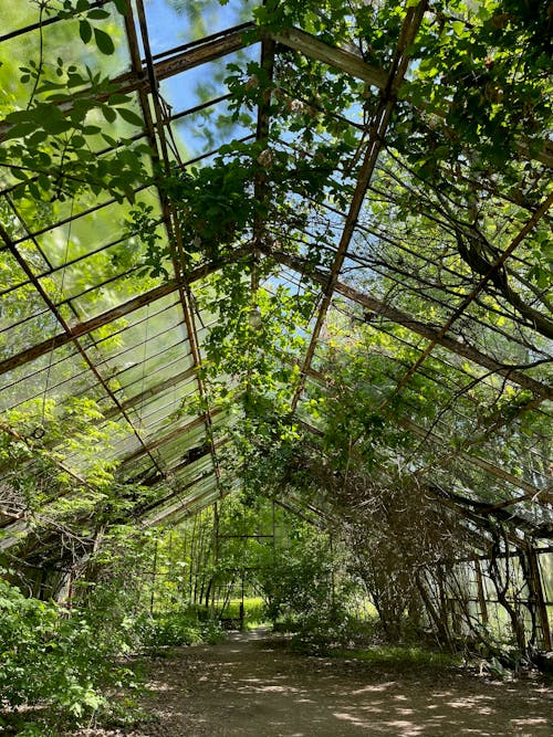 Trees over Greenhouse