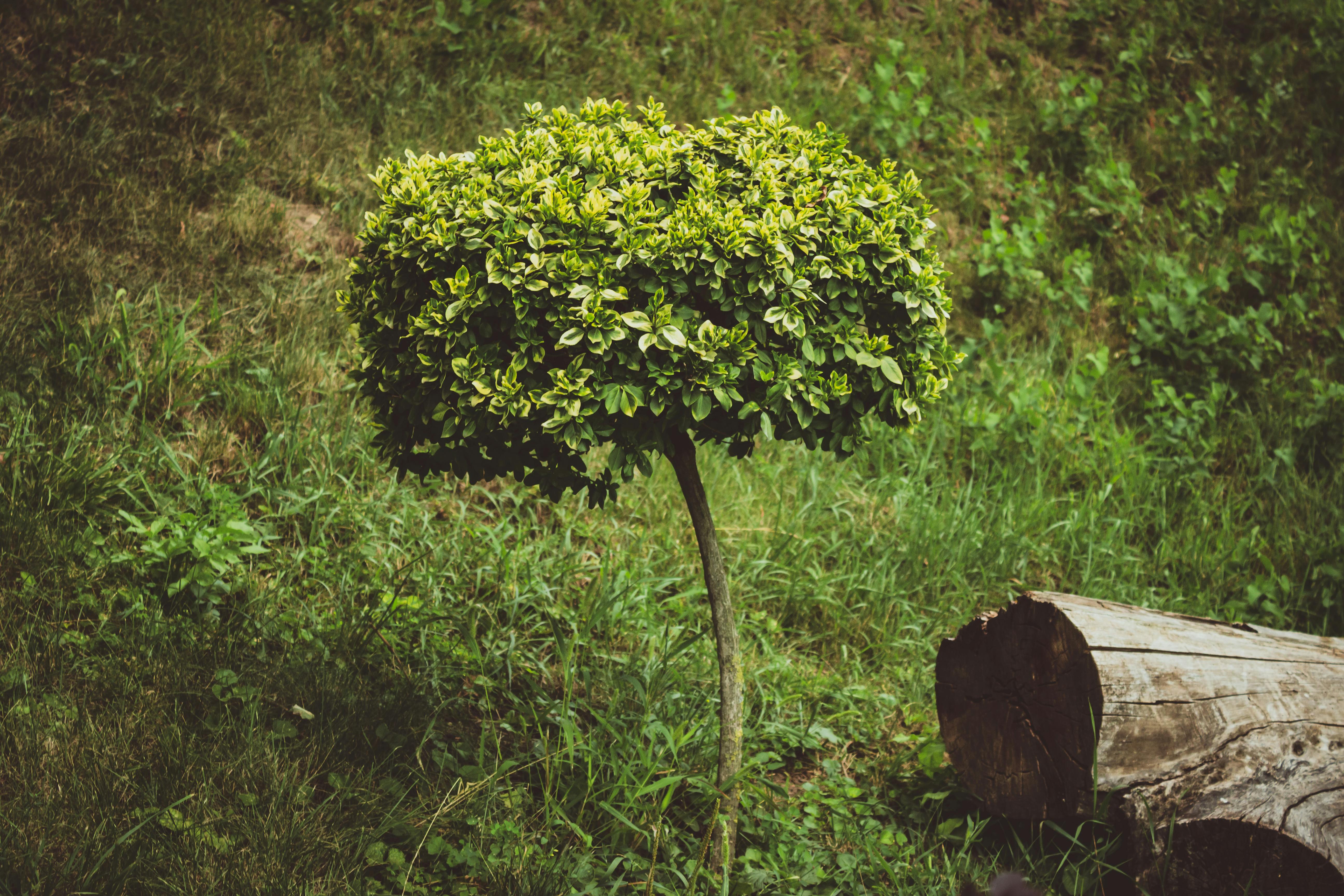 clipped boxwood - garden design ideas