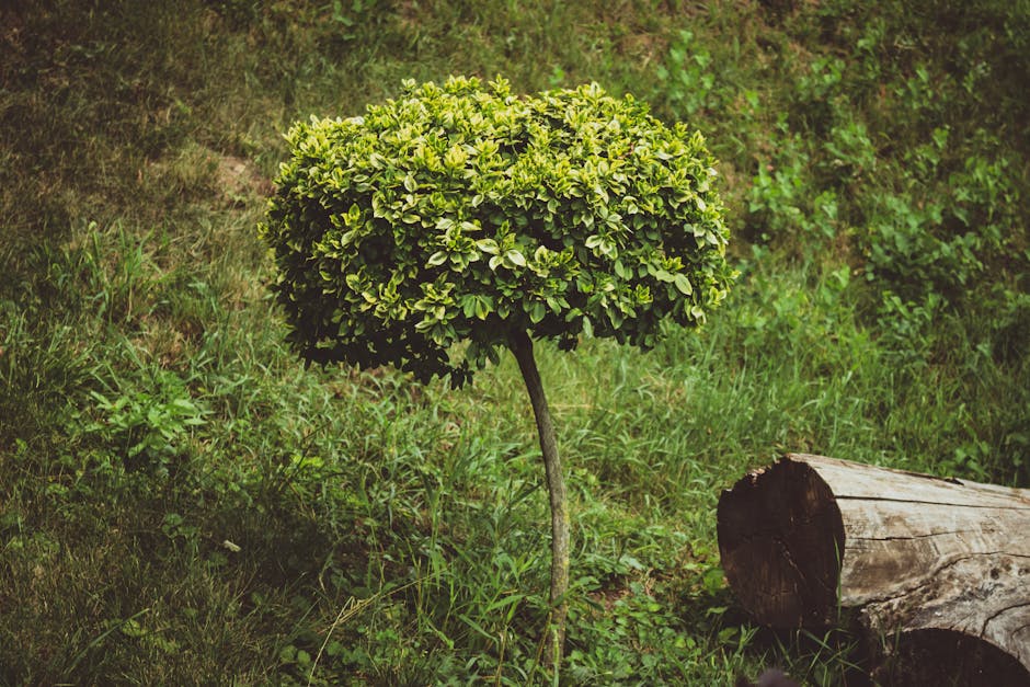 clipped boxwood - garden design ideas