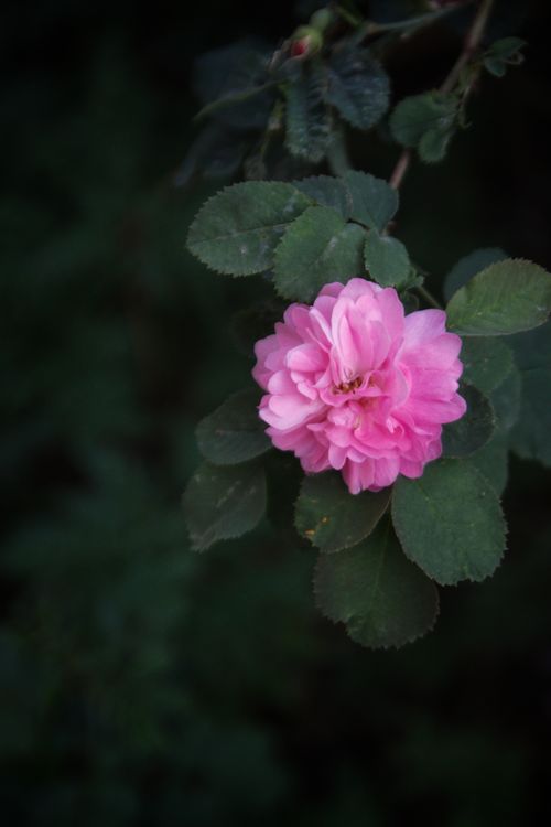 Free A close-up shot of a blooming pink Damask rose against a dark natural background. Stock Photo