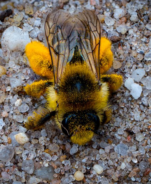 Free Detailed close-up image of a bee covered in pollen, highlighting its texture on sandy background. Stock Photo