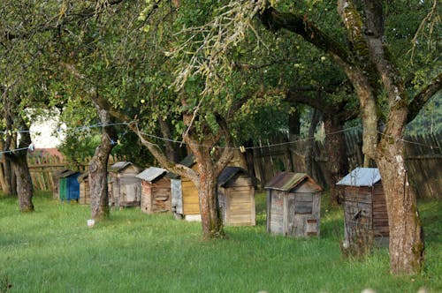 ağaçlar, arazi, arı kovanları içeren Ücretsiz stok fotoğraf