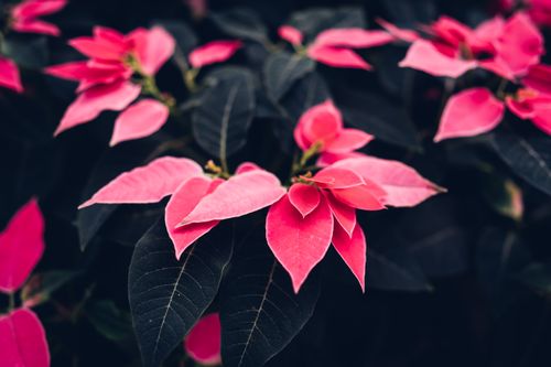 Free Beautiful close-up of vibrant pink poinsettia plants with dark leaves, perfect for winter and Christmas themes. Stock Photo