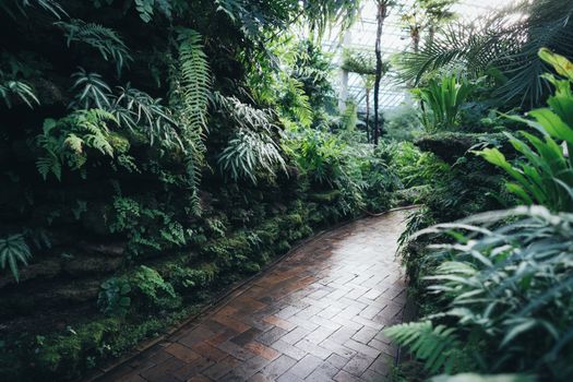 Serene pathway surrounded by lush greenery in a tropical greenhouse setting.