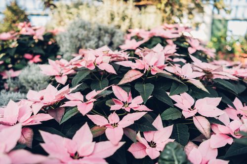 Free A beautiful cluster of pink poinsettia flowers in a vibrant garden setting. Stock Photo