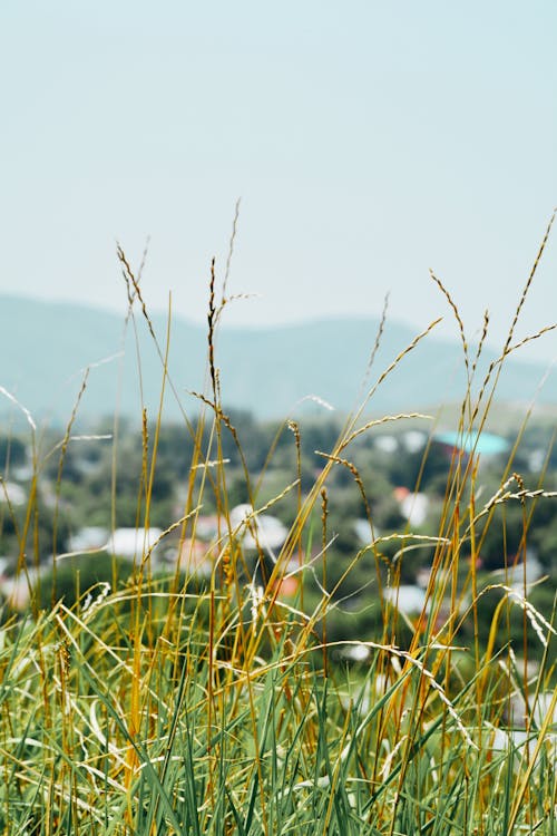 Tall Grass on Field