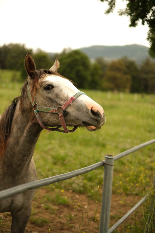 Free A striking horse with a harness stands in a lush green field against a scenic backdrop. Stock Photo