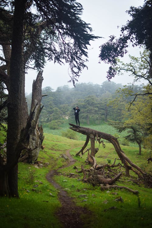 Foto d'estoc gratuïta de a l'aire lliure, arbre, arbres