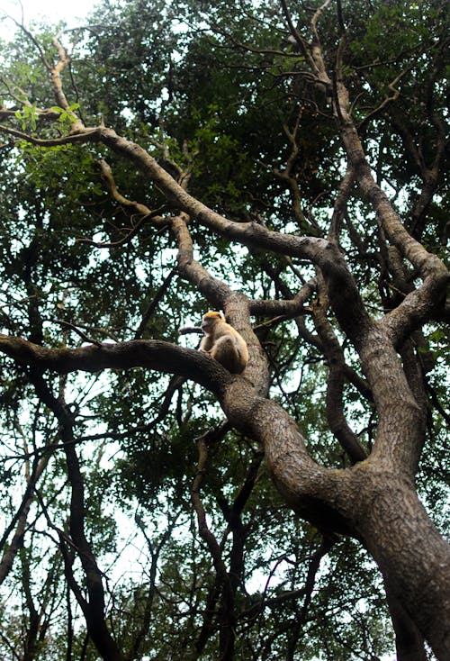 Foto d'estoc gratuïta de arbre, branques, caducifoli