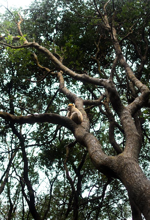 Fotos de stock gratuitas de árbol, caduco, crecimiento