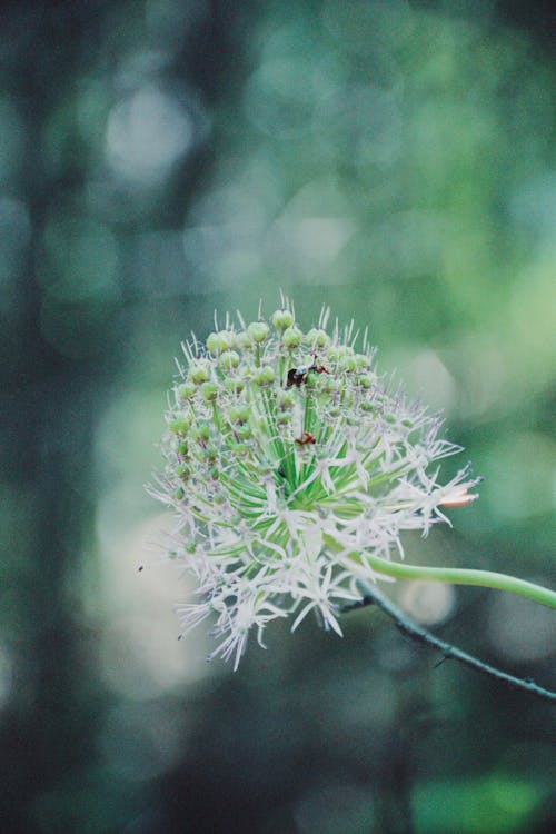 Photos gratuites de arbre, bain de fleurs, belle fleur