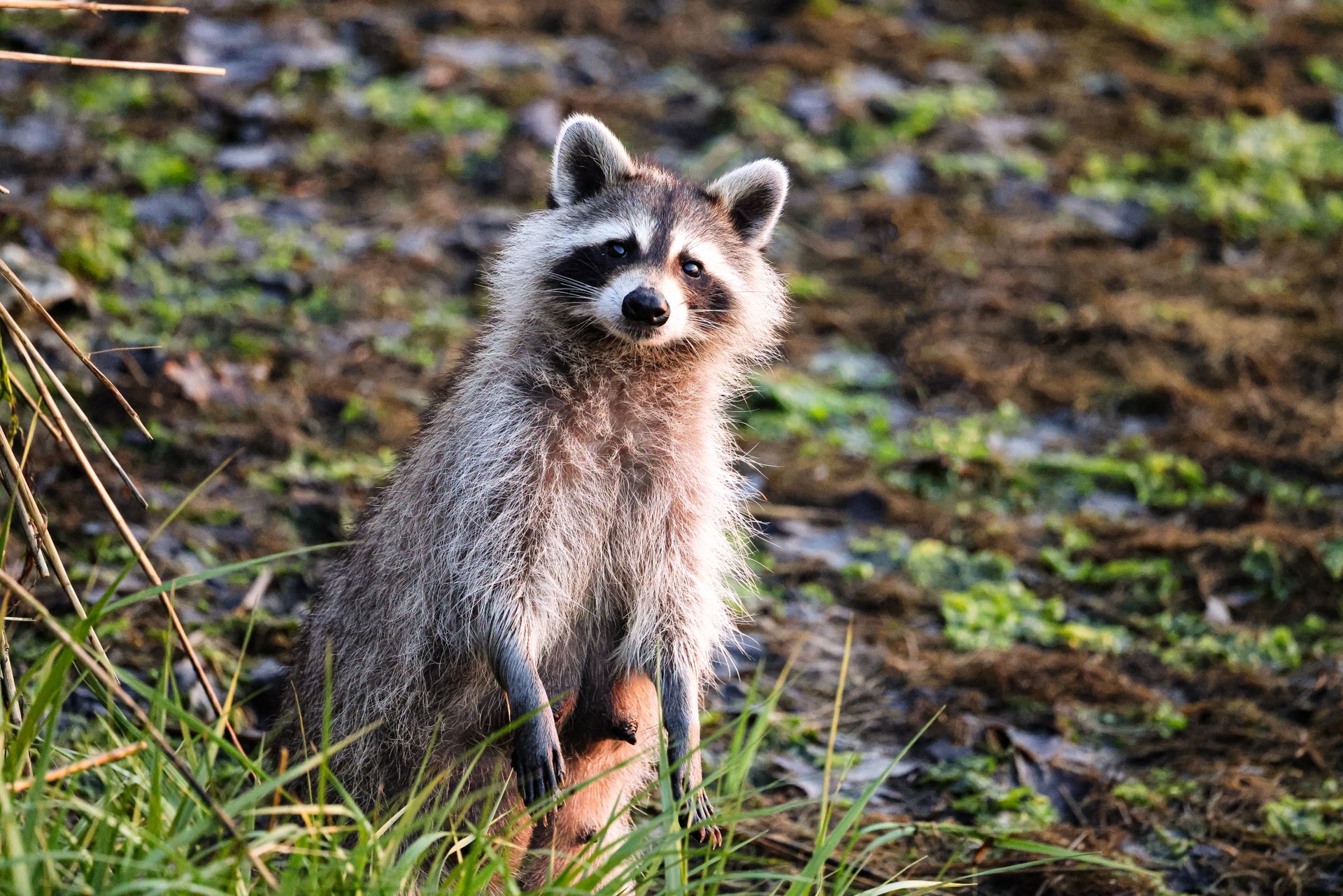 Raccoon in Nature
