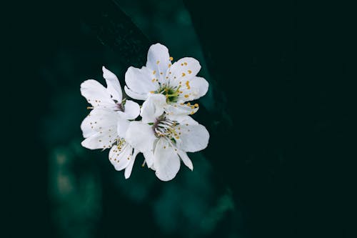 beyaz, Çiçekler, doğa içeren Ücretsiz stok fotoğraf