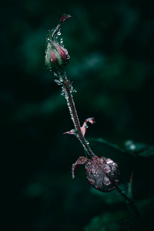 Dark botanical by Wyxina Tresse on Pexels
