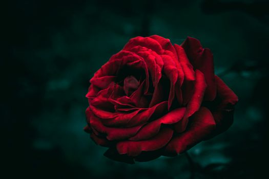 A stunning close-up of a red rose against a dark, moody background, highlighting its vibrant petals.