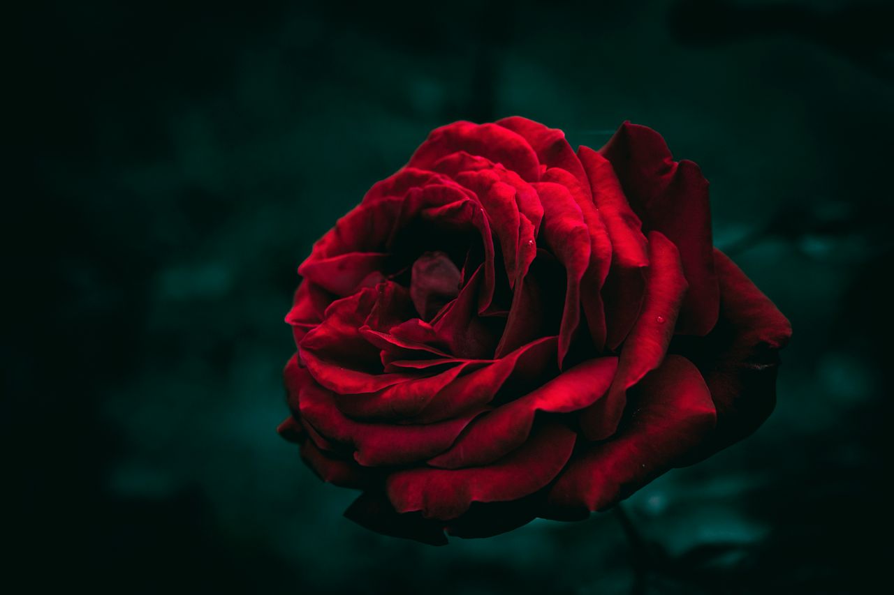a stunning close up of a red rose against a dark moody background high
