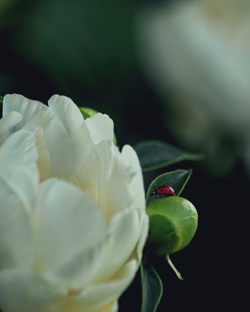 A White Flower with a Ladybird on a Leaf