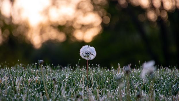 A peaceful scene of a dandelion in a dewy meadow at sunrise, capturing nature's tranquility.