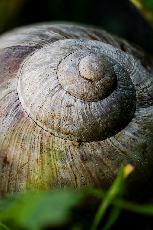 Shell Extures Close Up Close up of Snail Shell · Free Stock Photo
