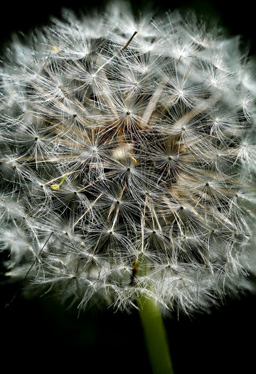Dandelion Seed Head in Close Up