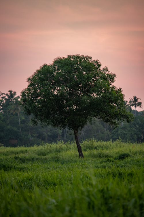 나무, 모바일 바탕화면, 새벽의 무료 스톡 사진