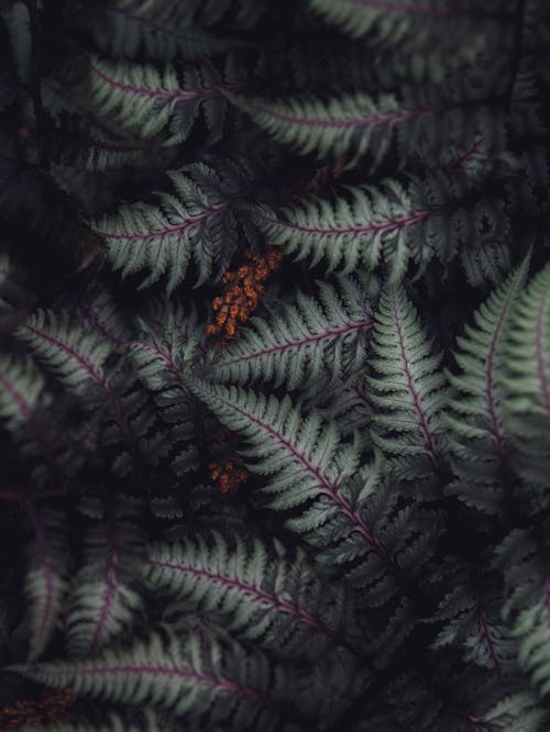 Leaves of a Fern