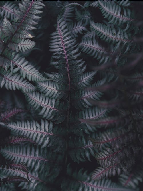 Close-up of Fern Leaves