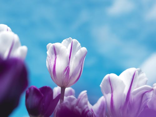 Delicate Tulips in Close-up View