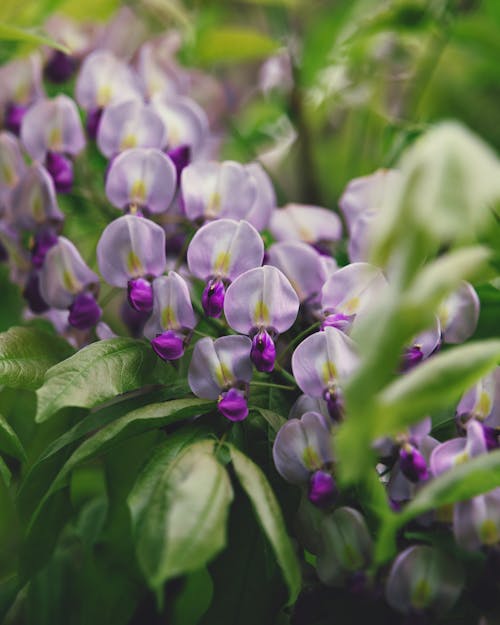 Buds of Wisteria Flowers