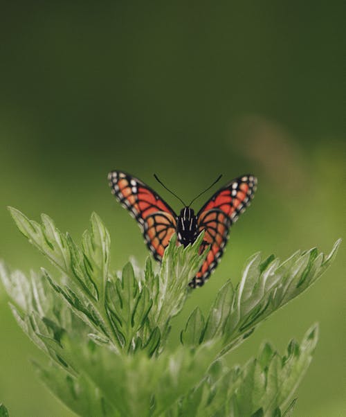 A Monarch Butterfly Perching on a Plant